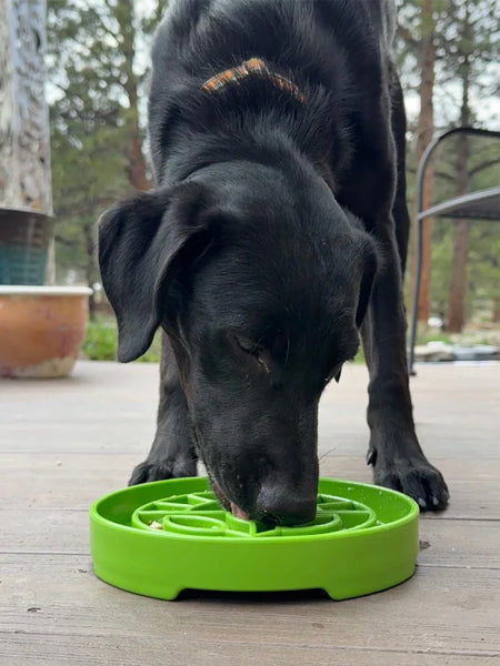 SodaPup-gamelle-interactif-pour-chien-chiot-sunflower-plante-verte