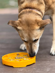 SodaPup-gamelle-interactif-pour-chien-chiot-sunflower-tournesol