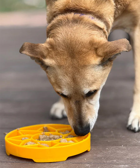 SodaPup-gamelle-interactif-pour-chien-chiot-sunflower-tournesol
