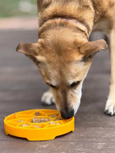 SodaPup-gamelle-interactif-pour-chien-chiot-sunflower-tournesol