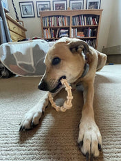 SodaPup-jouet-a-macher-nylon-pour-chien-chiot-Teething-ring-honey-bone