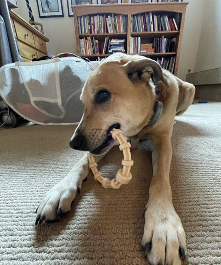 SodaPup-jouet-a-macher-nylon-pour-chien-chiot-Teething-ring-honey-bone