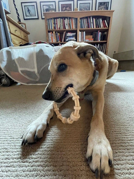 SodaPup-jouet-a-macher-nylon-pour-chien-chiot-Teething-ring-honey-bone