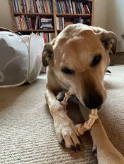 SodaPup-jouet-a-macher-nylon-pour-chien-chiot-Teething-ring-honey-bone