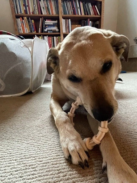 SodaPup-jouet-a-macher-nylon-pour-chien-chiot-Teething-ring-honey-bone