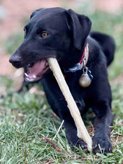 SodaPup-jouet-a-macher-nylon-pour-chien-chiot-baton-de-bois