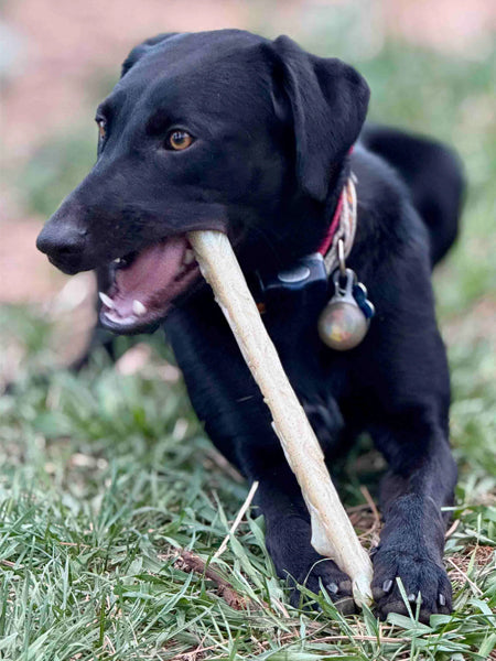 SodaPup-jouet-a-macher-nylon-pour-chien-chiot-baton-de-bois