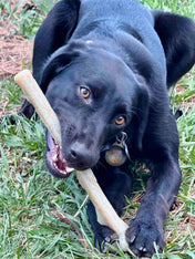 SodaPup-jouet-a-macher-nylon-pour-chien-chiot-baton-de-bois