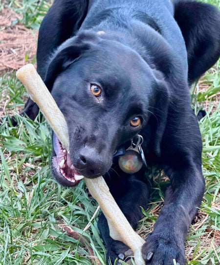 SodaPup-jouet-a-macher-nylon-pour-chien-chiot-baton-de-bois