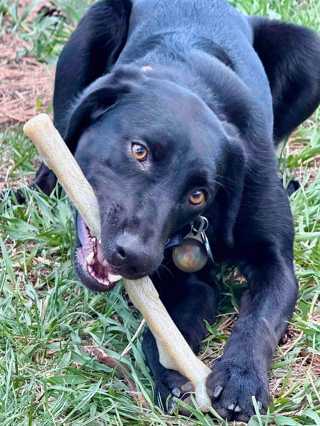 SodaPup-jouet-a-macher-nylon-pour-chien-chiot-baton-de-bois