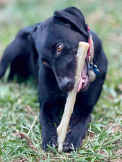 SodaPup-jouet-a-macher-nylon-pour-chien-chiot-baton-de-bois