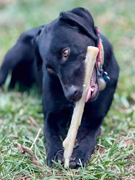 SodaPup-jouet-a-macher-nylon-pour-chien-chiot-baton-de-bois