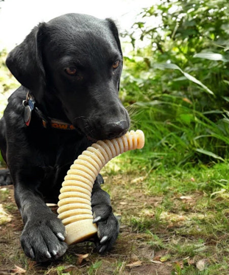 SodaPup-jouet-interactif-pour-chien-chiot-dentaire-Antler-eChew-xl
