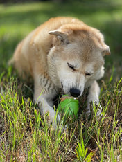 SodaPup-jouet-interactif-pour-chien-chiot-gnome