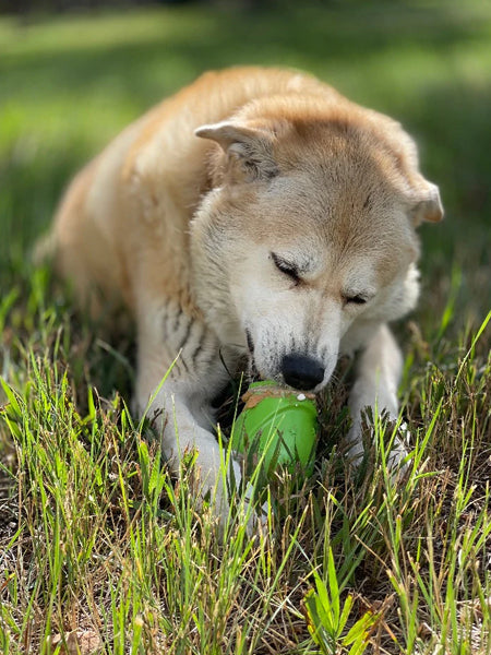 SodaPup-jouet-interactif-pour-chien-chiot-gnome