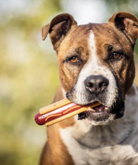 SodaPup-jouet-interactif-pour-chien-chiot-hot-dog-nylon