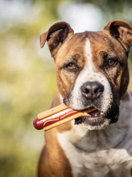 SodaPup-jouet-interactif-pour-chien-chiot-hot-dog-nylon