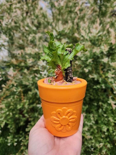 SodaPup-jouet-interactif-pour-chien-chiot-pot-fleur-orange