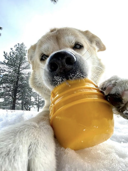 Jouet occupation pour chien - Pot de Miel (2 tailles) - SodaPup - inooko