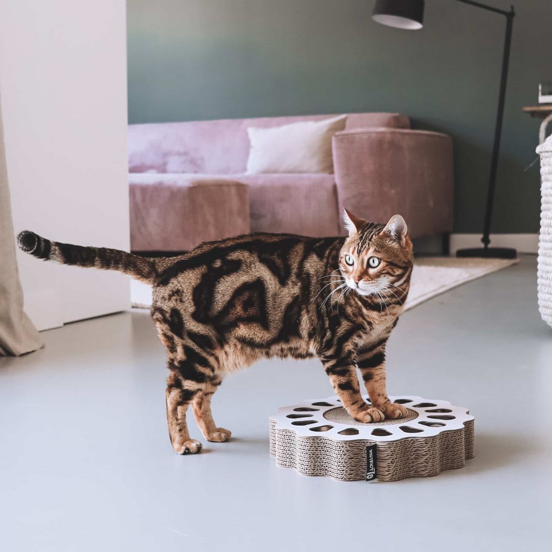 Soldes pour chien et chat inooko promo banner 5