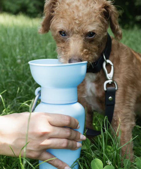 Springer-bouteille-Flip-Dog-portable-voyage-chien-BLEU