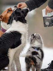 Sund-Hundmat-friandise-lyophilisee-freeze-dried-raw-cerf