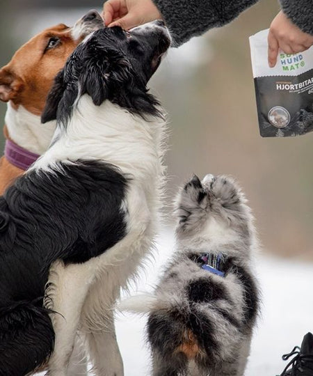 Sund-Hundmat-friandise-lyophilisee-freeze-dried-raw-cerf