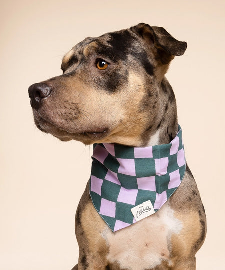 The-Paws-bandana-pour-chien-Brooklyn