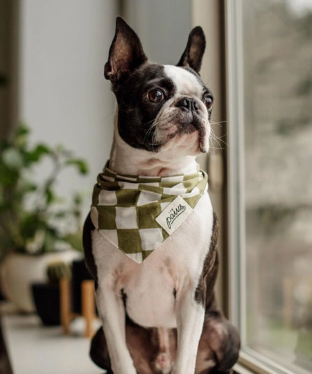 The-Paws-bandana-pour-chien-Checkmate-vert