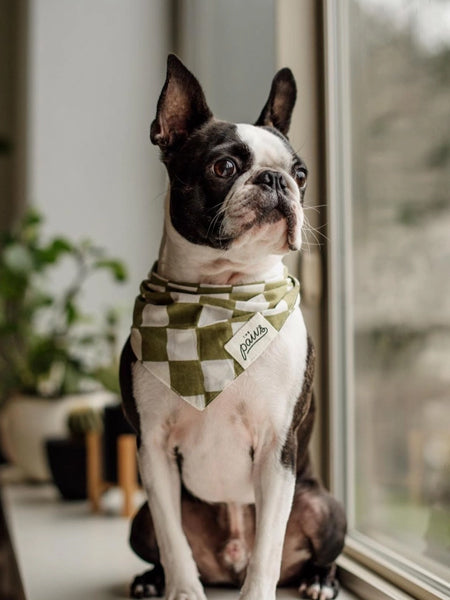 The-Paws-bandana-pour-chien-Checkmate-vert