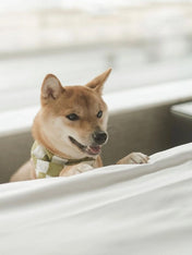 The-Paws-bandana-pour-chien-Checkmate-vert