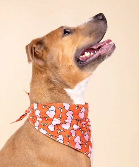 The-Paws-bandana-pour-chien-Cherrie
