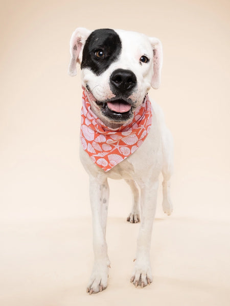 The-Paws-bandana-pour-chien-Flores-Shell