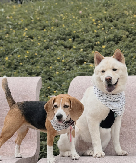 The-Paws-bandana-pour-chien-Mama_s-Boy