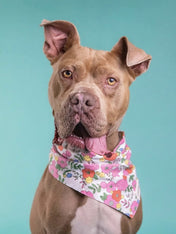 The-Paws-bandana-pour-chien-Blossom
