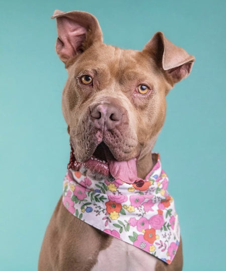The-Paws-bandana-pour-chien-Blossom