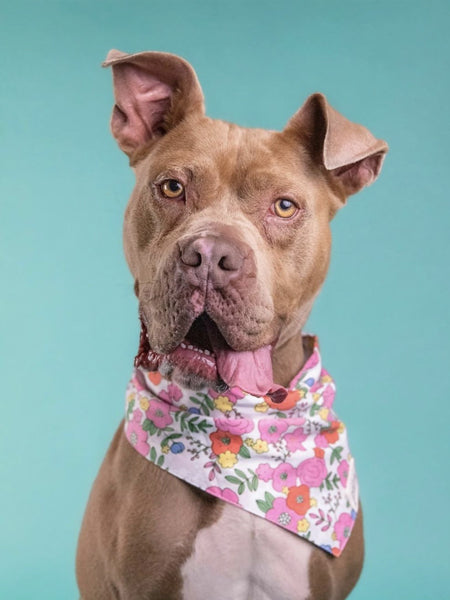 The-Paws-bandana-pour-chien-Blossom