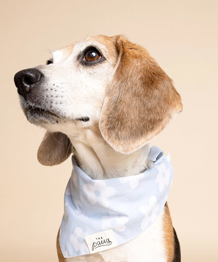 The-Paws-bandana-pour-chien-Noah