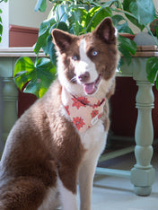 The-Paws-bandana-pour-chien-Poinsettia