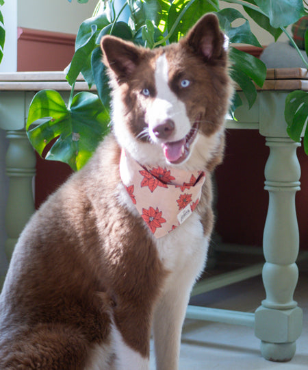 The-Paws-bandana-pour-chien-Poinsettia