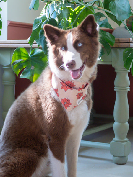 The-Paws-bandana-pour-chien-Poinsettia