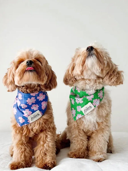 The-Paws-bandana-pour-chien-Stardust