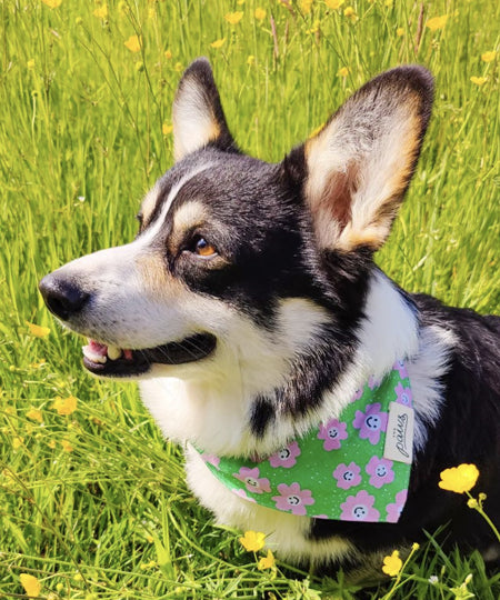 The-Paws-bandana-pour-chien-Ziggy