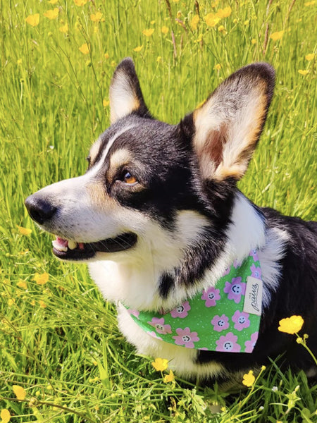 The-Paws-bandana-pour-chien-Ziggy