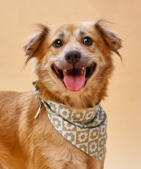 The-Paws-bandana-pour-chien-Zoe-fleur