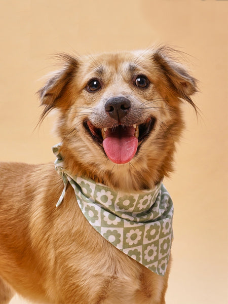 The-Paws-bandana-pour-chien-Zoe-fleur