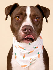 The-Paws-bandana-pour-chien-carotte