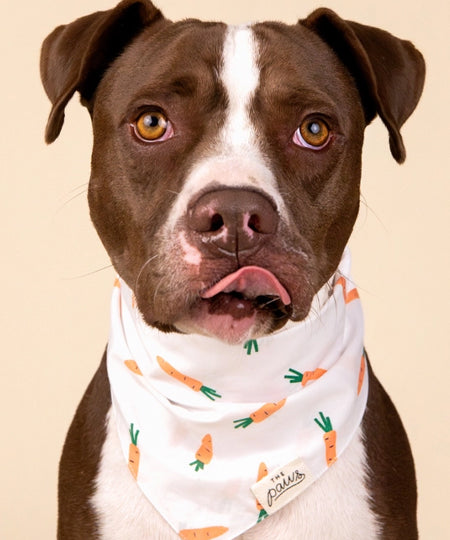 The-Paws-bandana-pour-chien-carotte