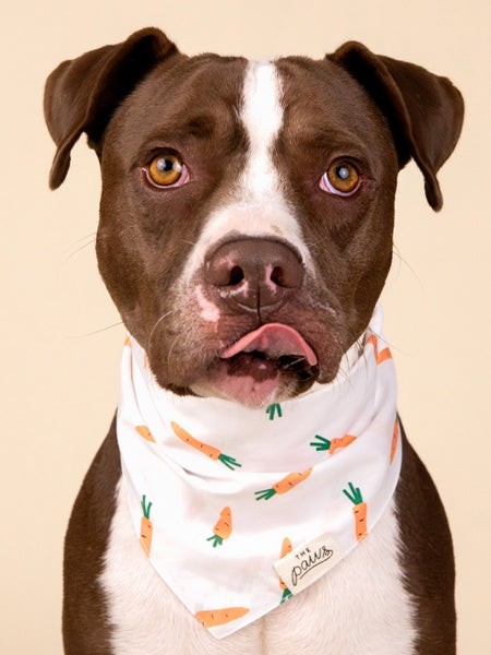 The-Paws-bandana-pour-chien-carotte