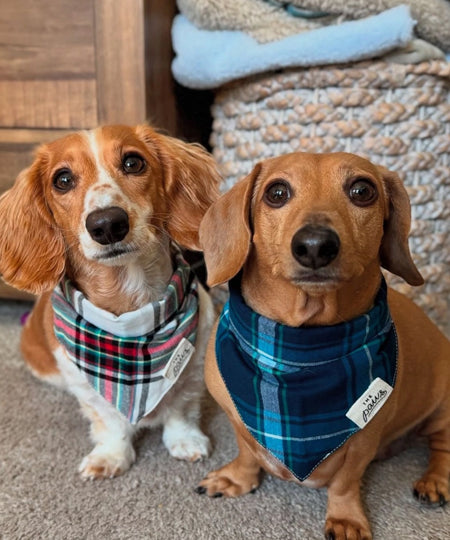 The-Paws-bandana-pour-chien-cozy